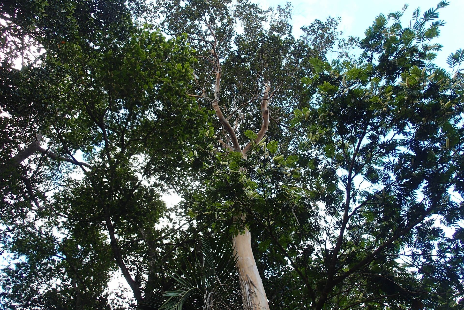 Tristaniopsis lucida habit
