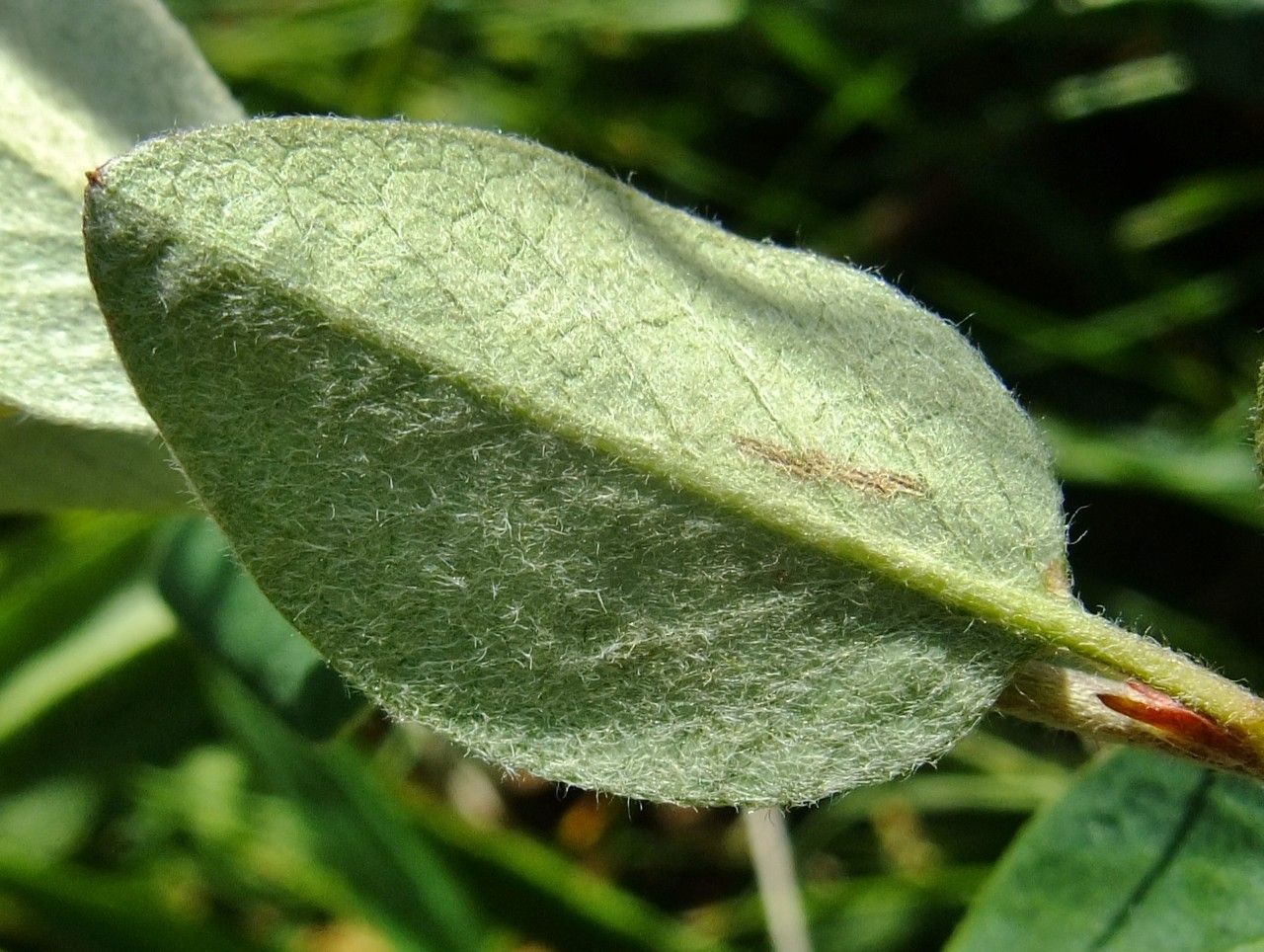 Cotoneaster juranus — houseplant care guide
