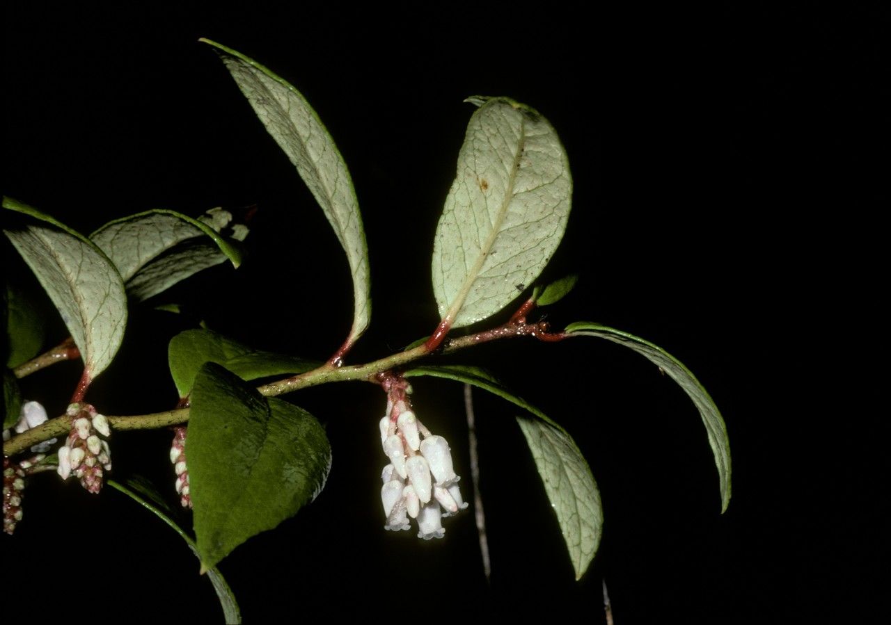 Gaultheria insana flower