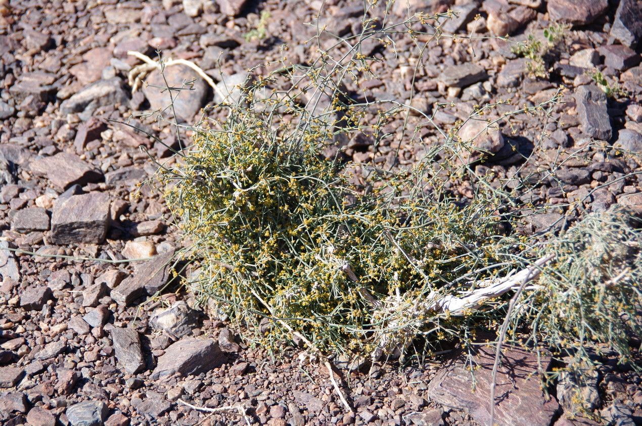 Randonia africana habit