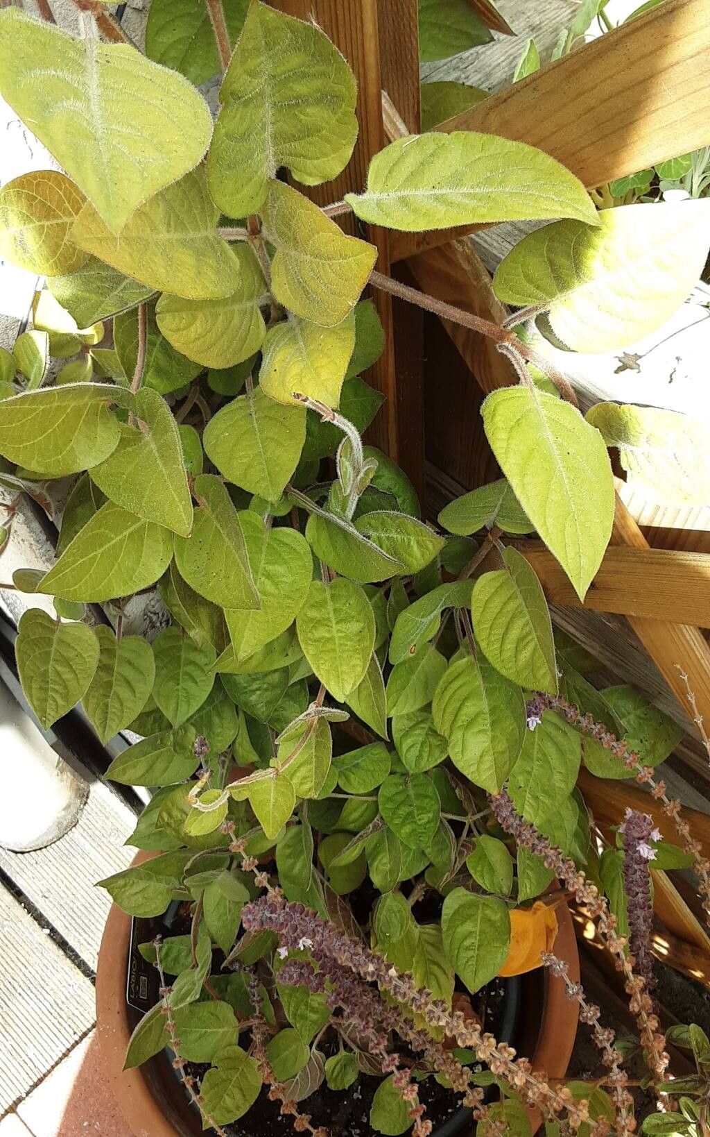 Paederia lanuginosa habit
