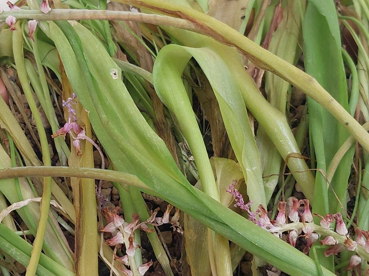 Lachenalia mutabilis — houseplant care guide