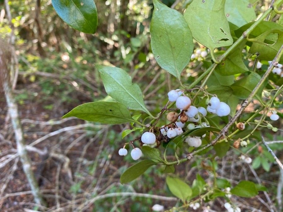 Psydrax odorata fruit