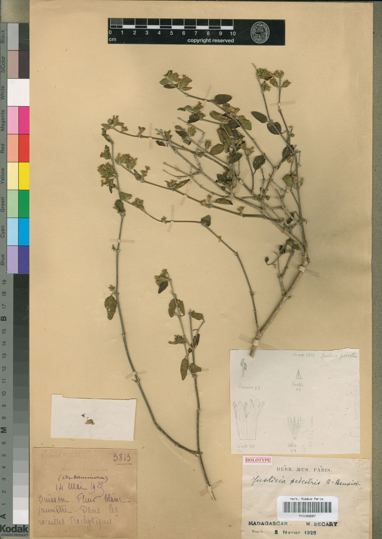 Justicia pedestris — houseplant care guide