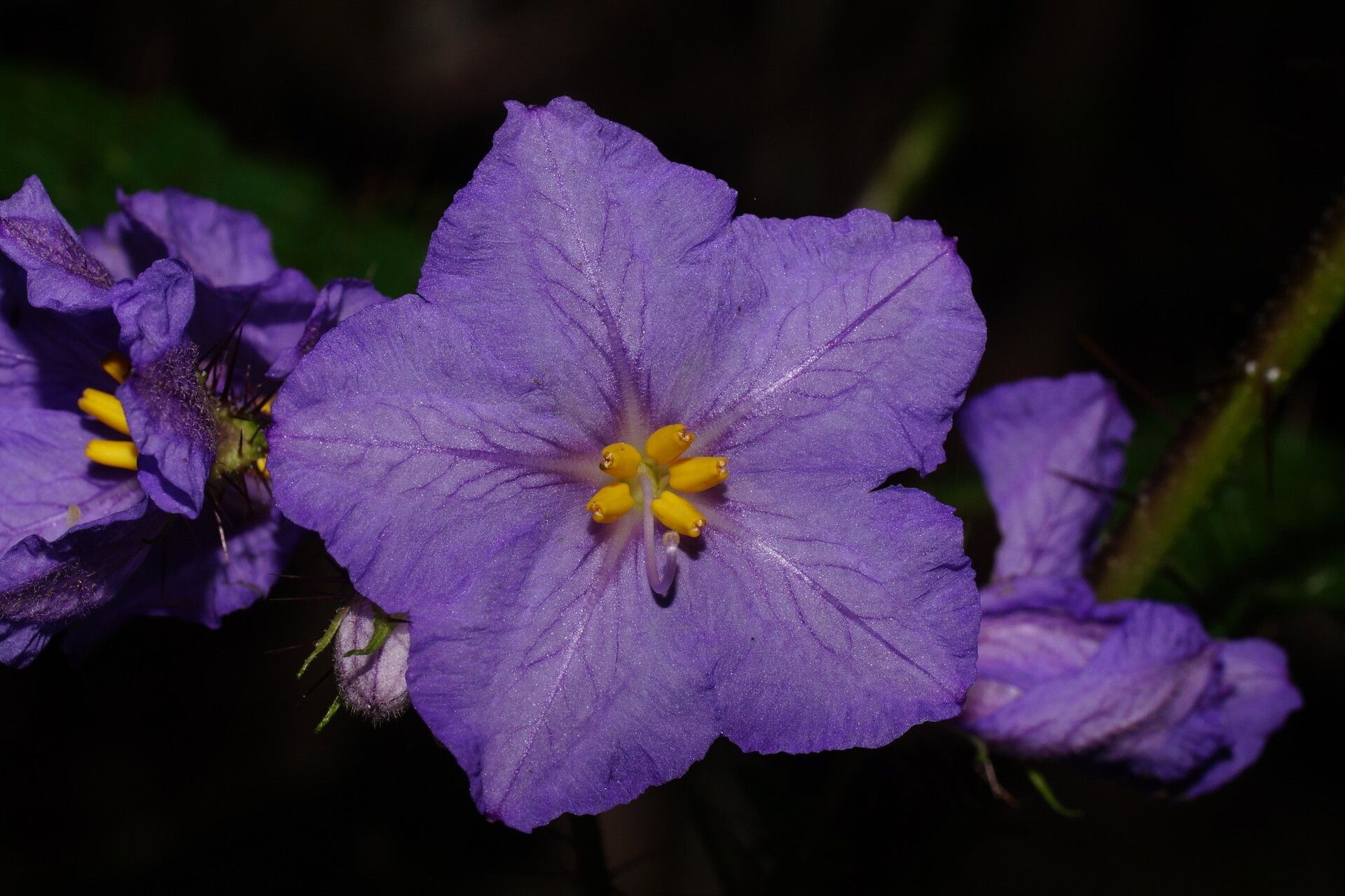 Solanum vicinum flower