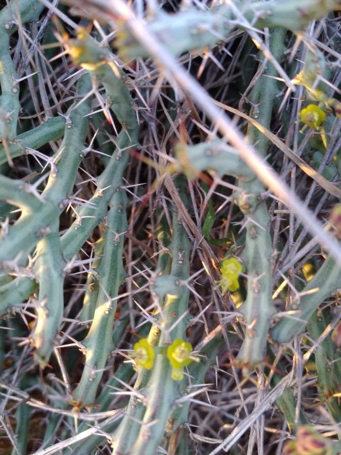 Euphorbia graciliramea flower