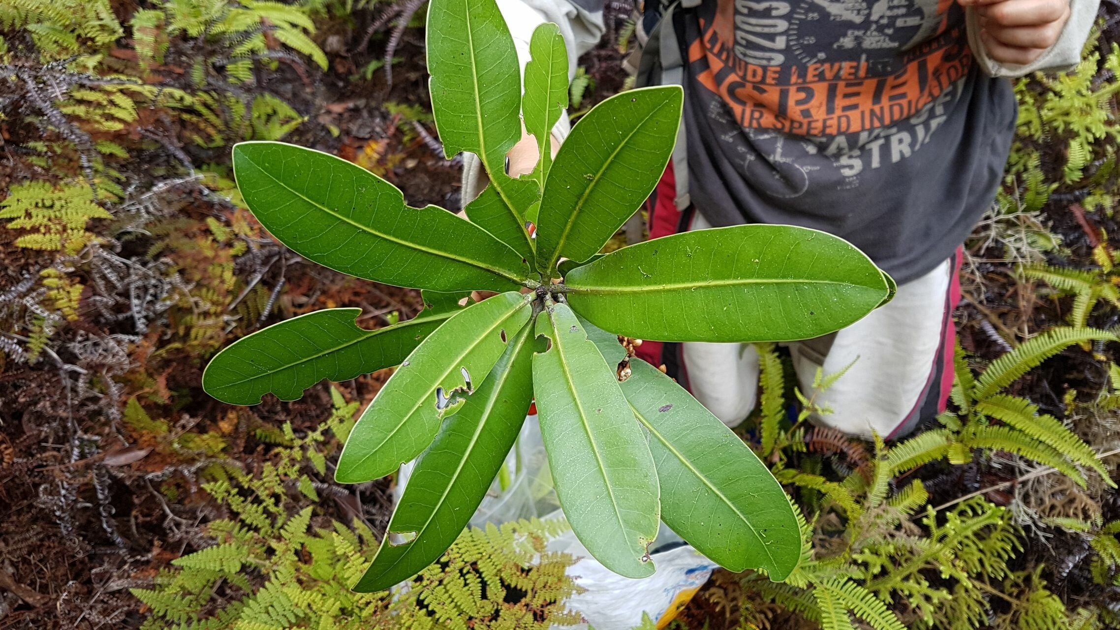 Pycnandra neocaledonica — houseplant care guide