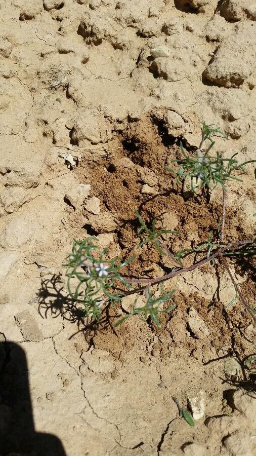 Heliotropium tenellum flower