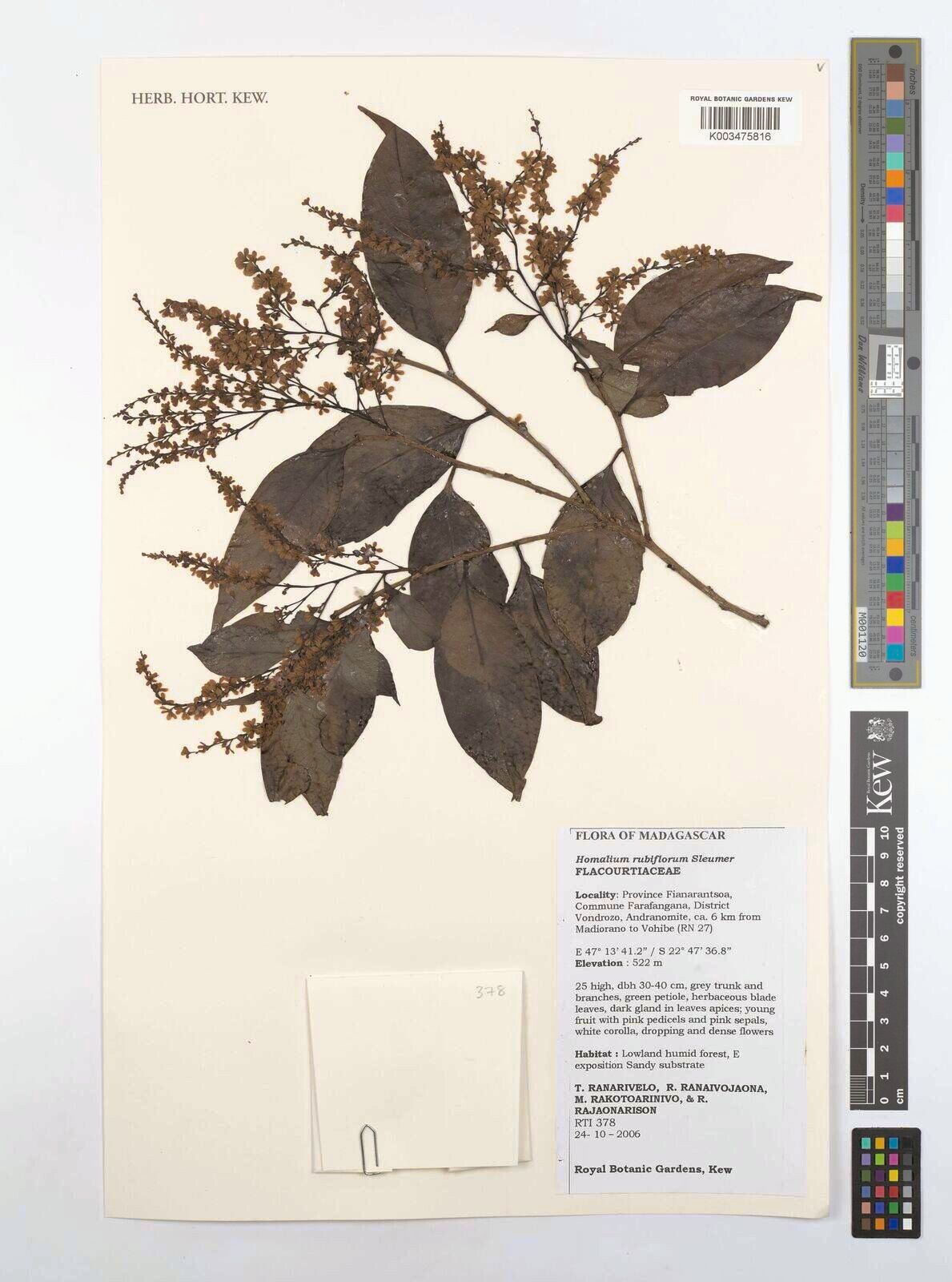 Homalium rubriflorum — houseplant care guide