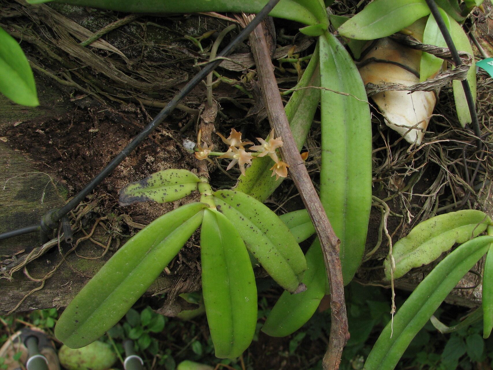 Diaphananthe dorotheae habit