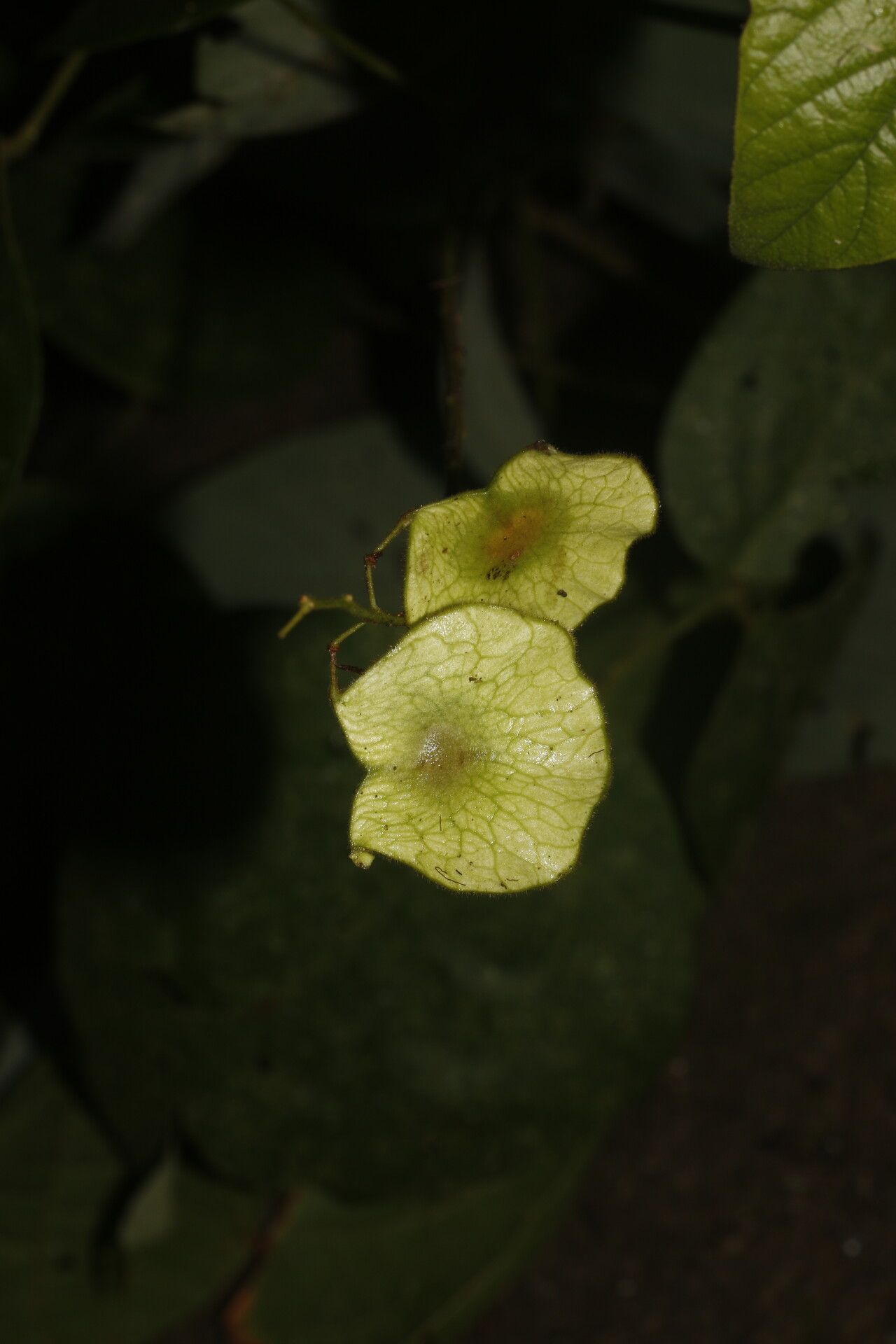 Desmodium purpusii flower
