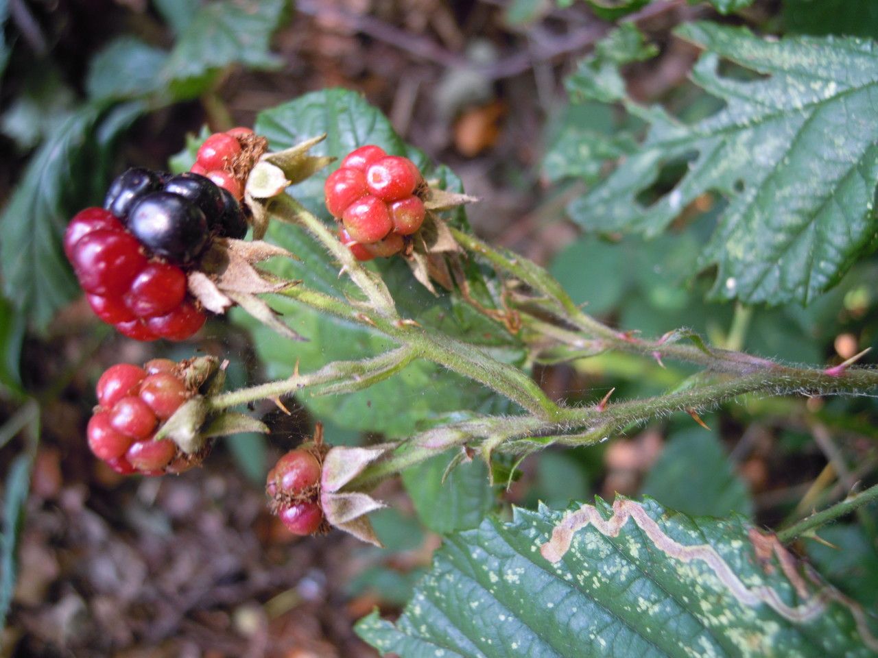 Rubus infestus fruit