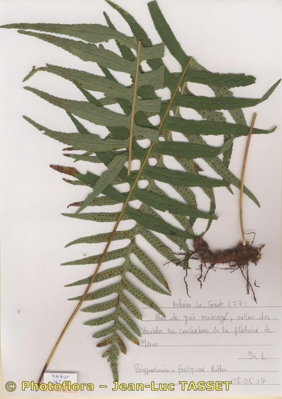 Polypodium × font-queri — search result for 'Polypodium'