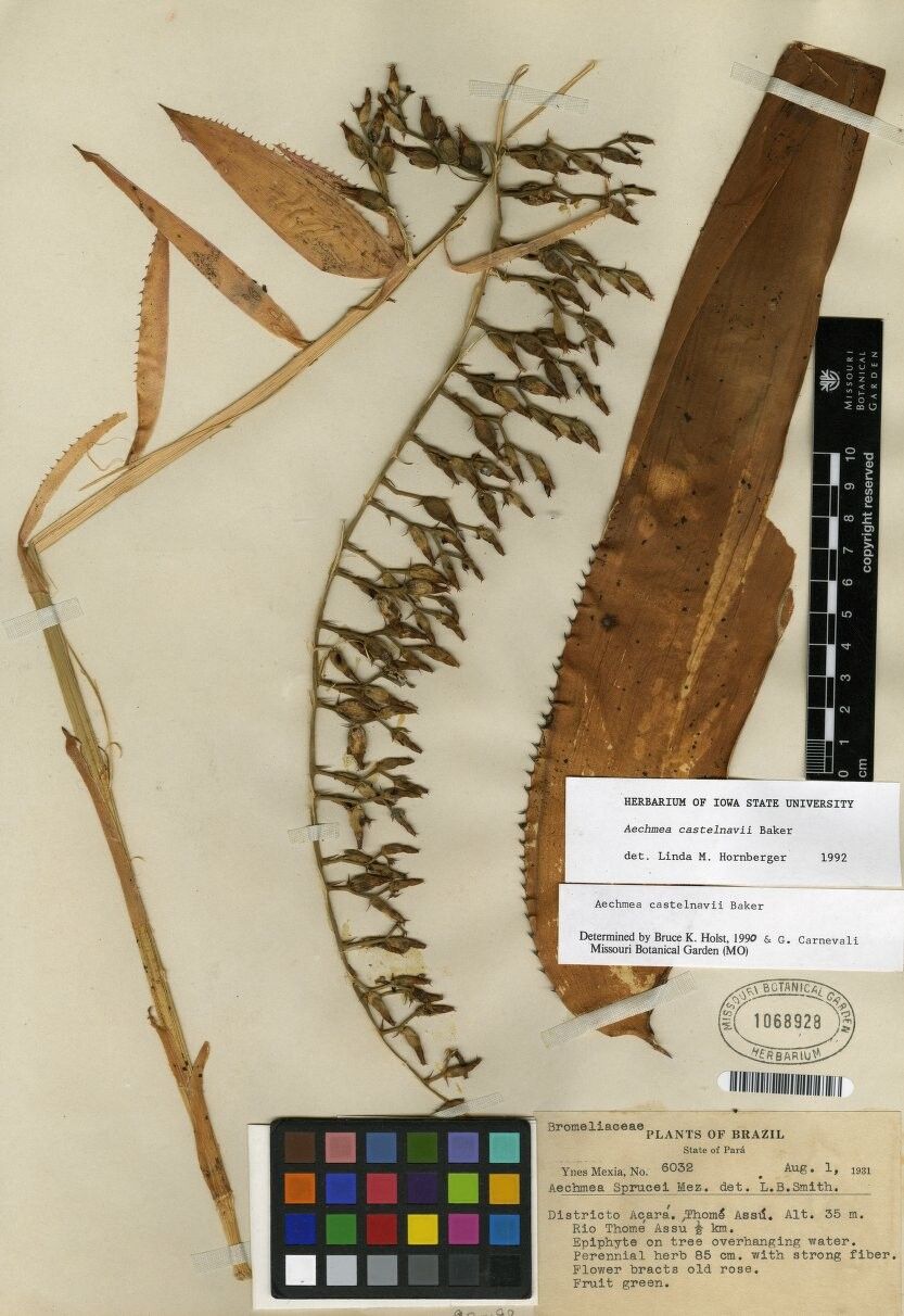 Aechmea castelnavii other