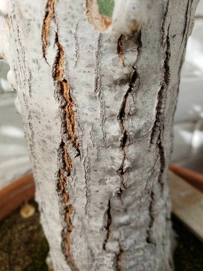 Euphorbia ingens bark