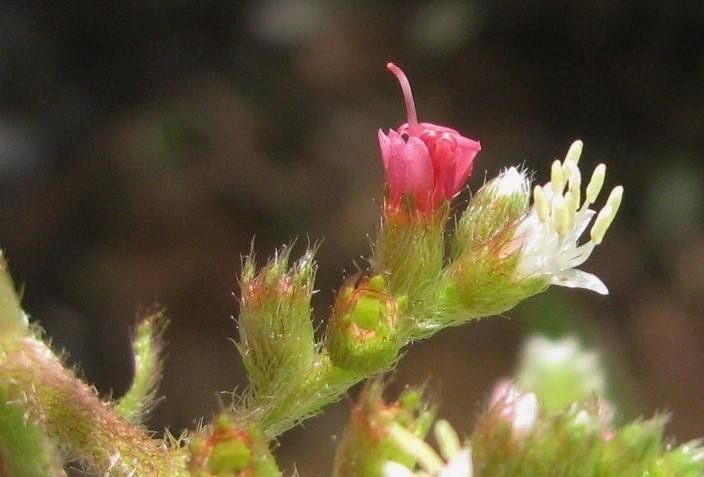 Miconia sulcicaulis — houseplant care guide