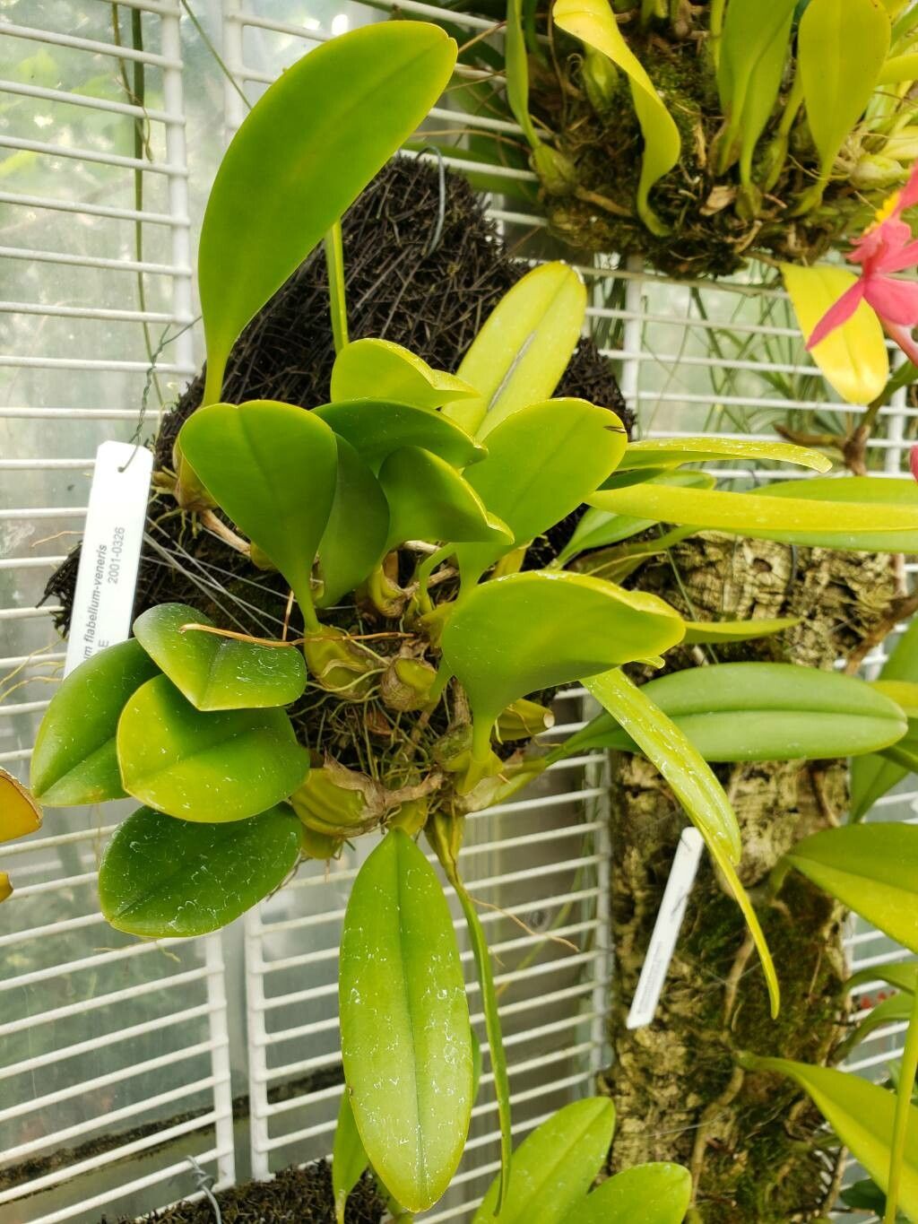 Bulbophyllum lepidum habit