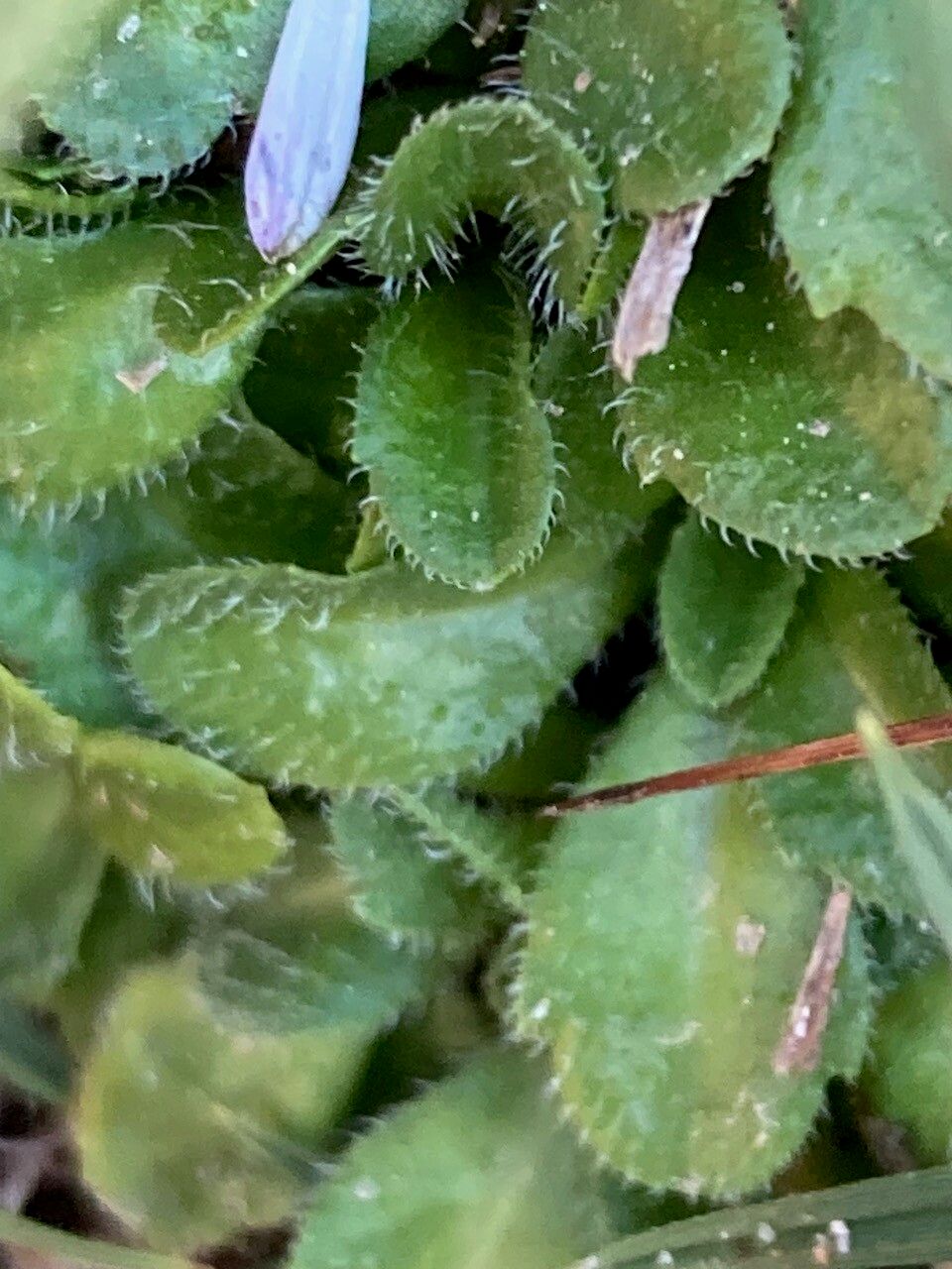 Bellis bernardi leaf