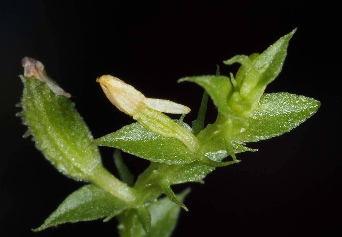 Taeniophyllum labatii fruit