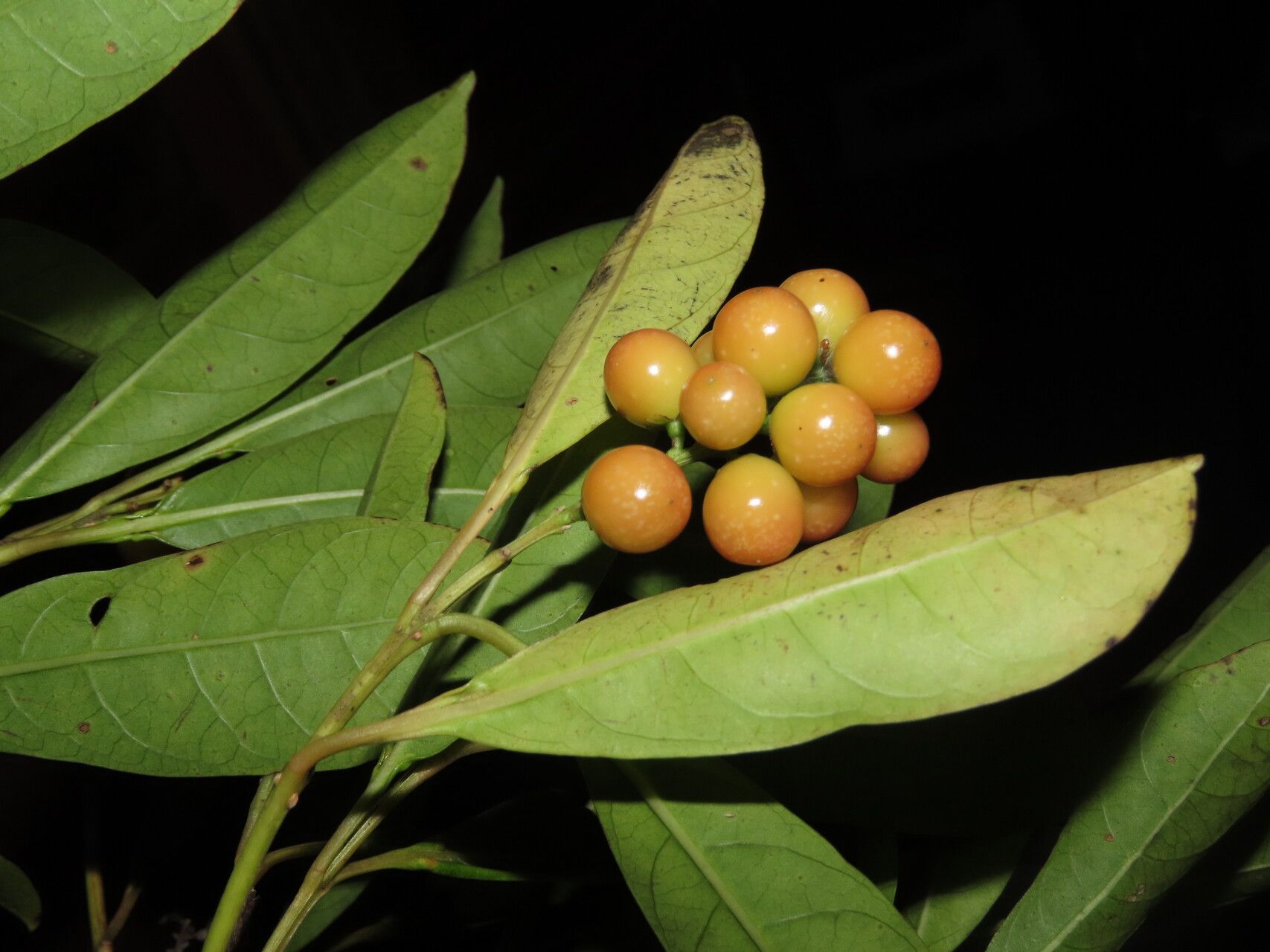 Citharexylum macradenium fruit