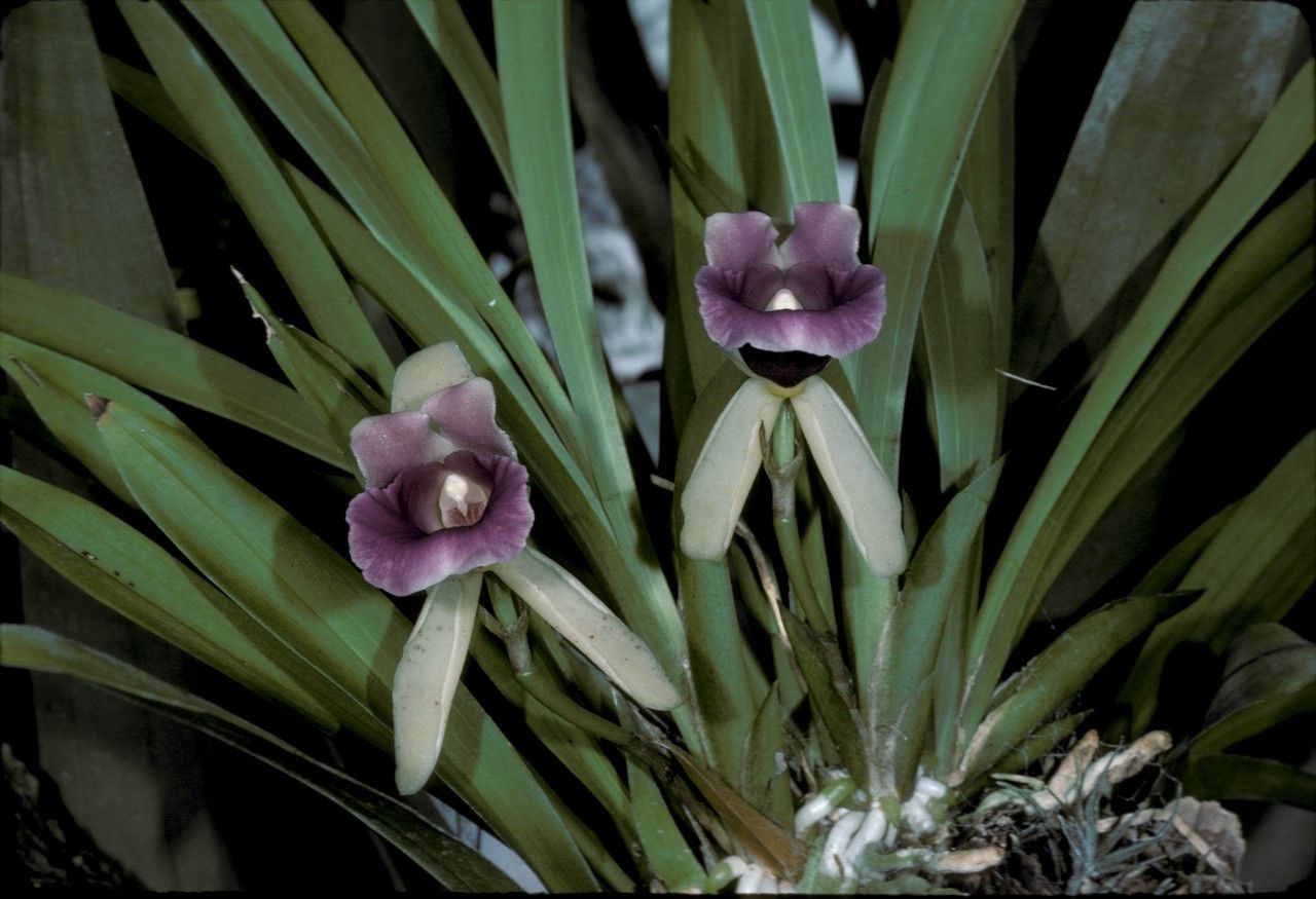 Warczewiczella discolor flower