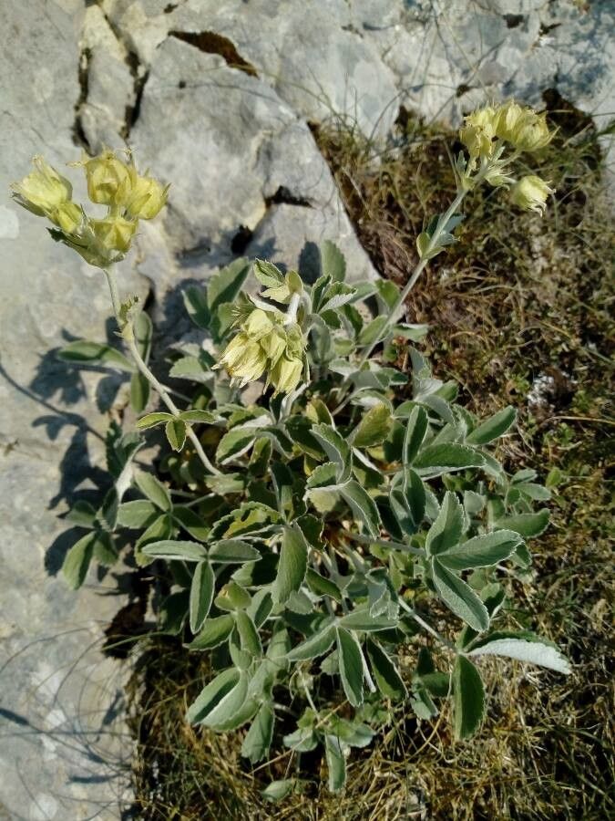 Potentilla speciosa leaf