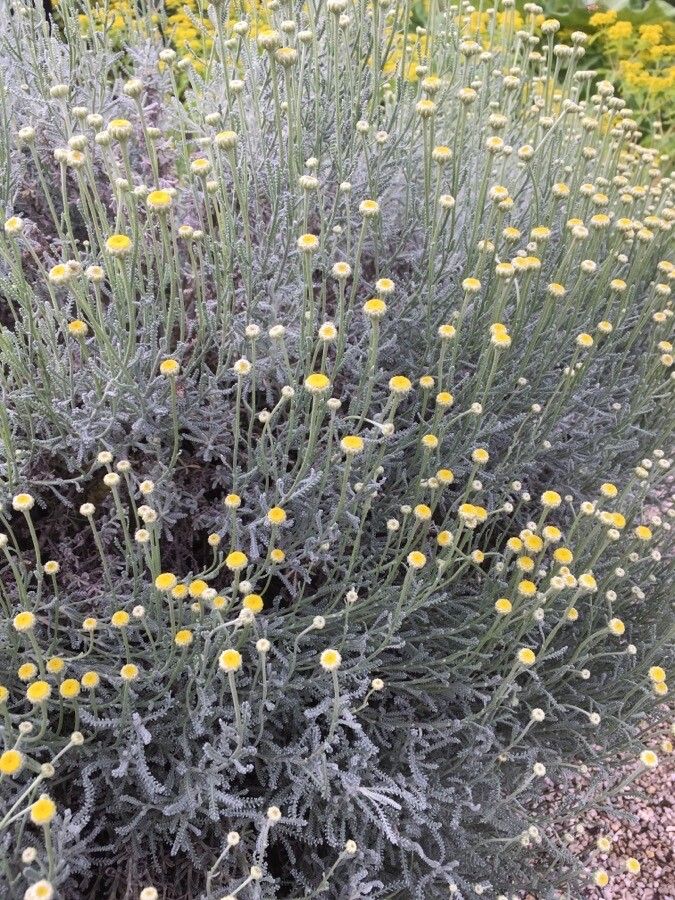 Santolina chamaecyparissus flower