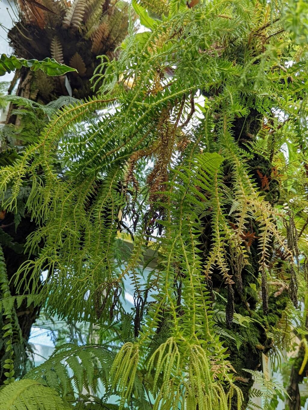 Phlegmariurus phlegmaria habit