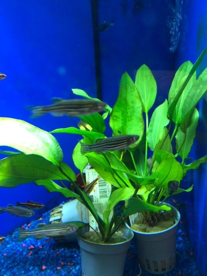 Echinodorus cordifolius — search result for 'Paraguay'