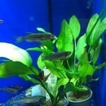 Echinodorus cordifolius