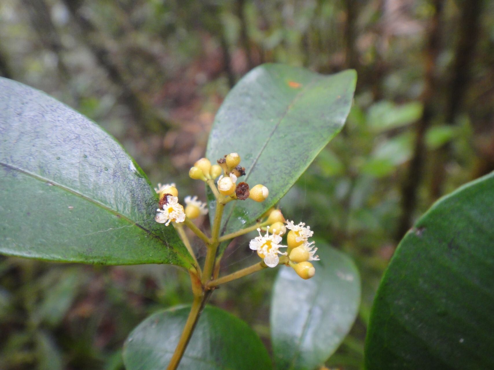 Syzygium schlechterianum — houseplant care guide