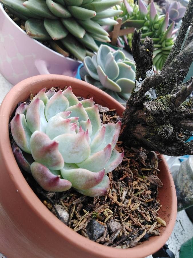 Echeveria chihuahuaensis leaf