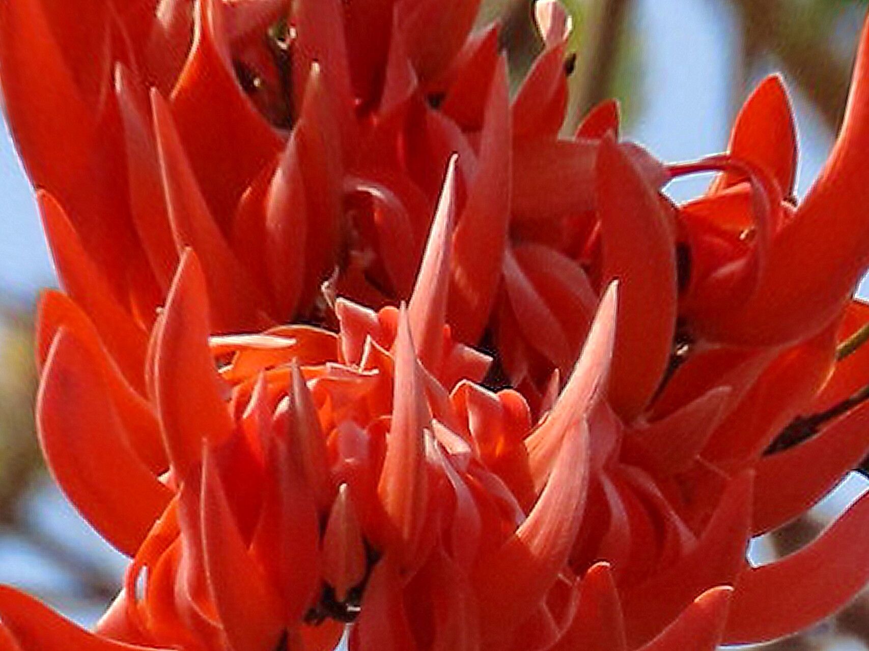 Butea superba — related species from the same genus