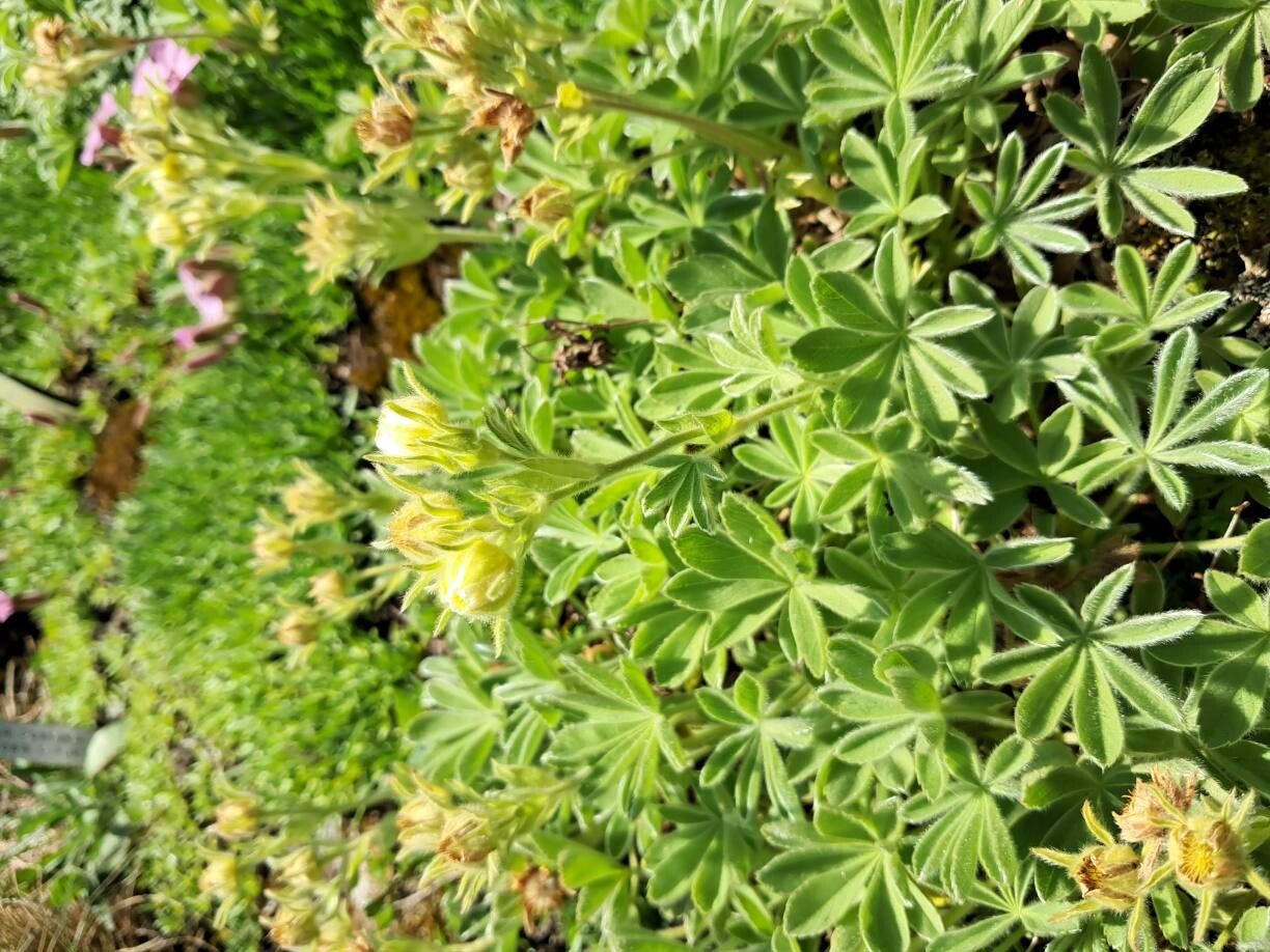 Potentilla grammopetala flower