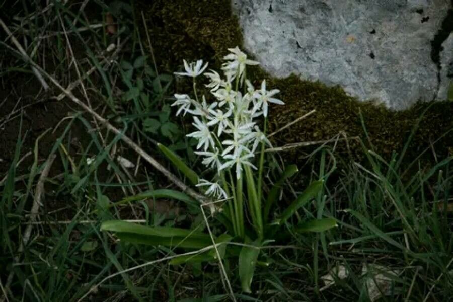 Scilla libanotica flower