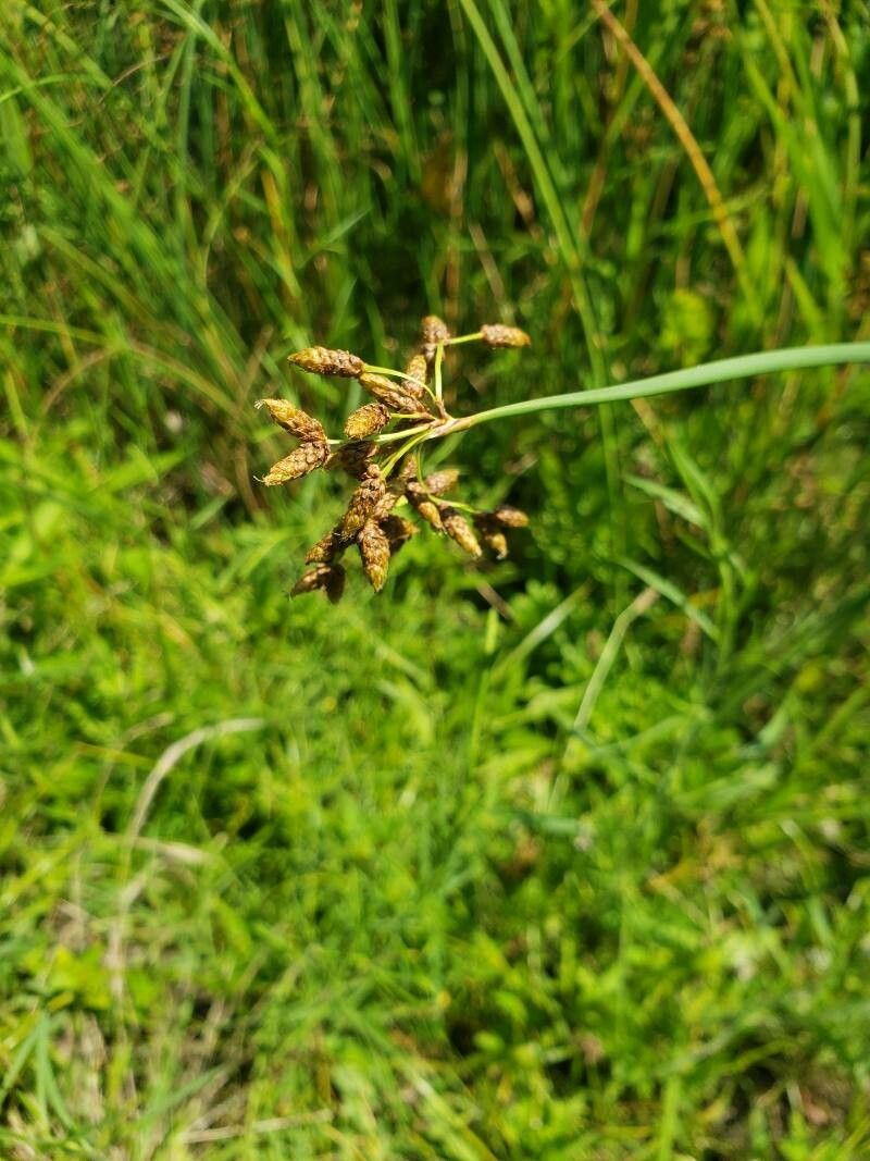 Schoenoplectus lacustris flower