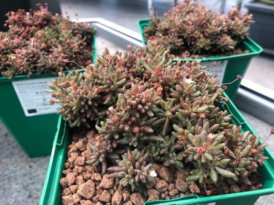Crassula humbertii — search result for 'Crassula'
