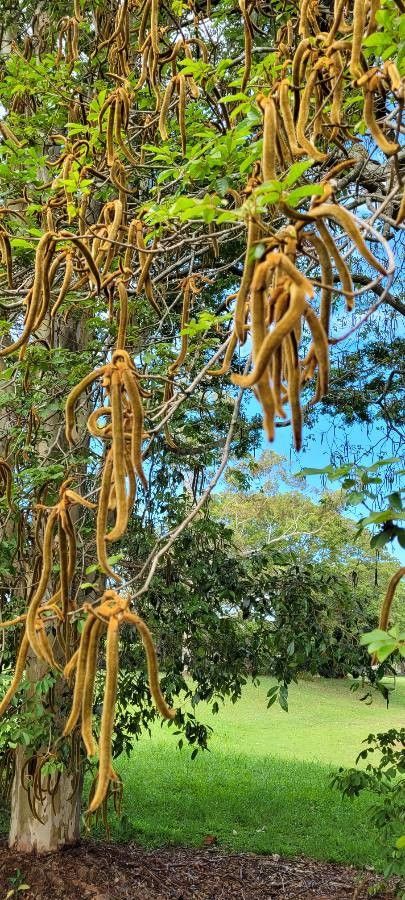 Handroanthus chrysotrichus leaf
