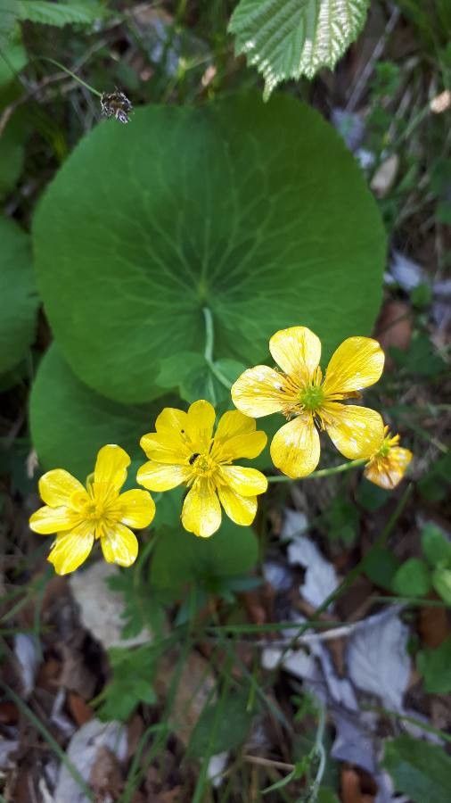 Ranunculus thora flower