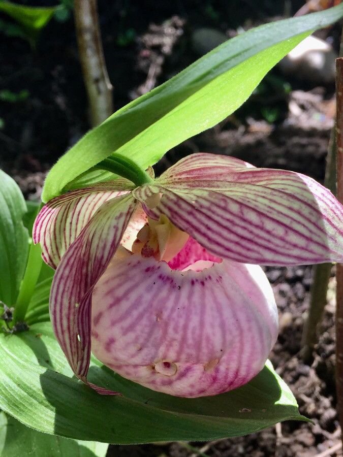 Cypripedium reginae flower