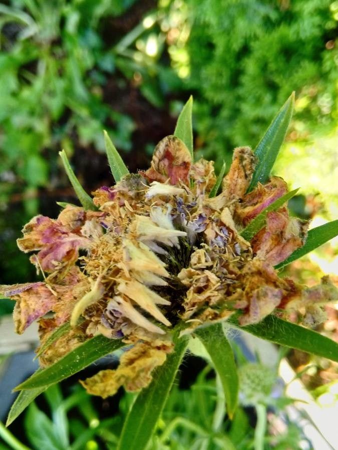 Scabiosa caucasica fruit