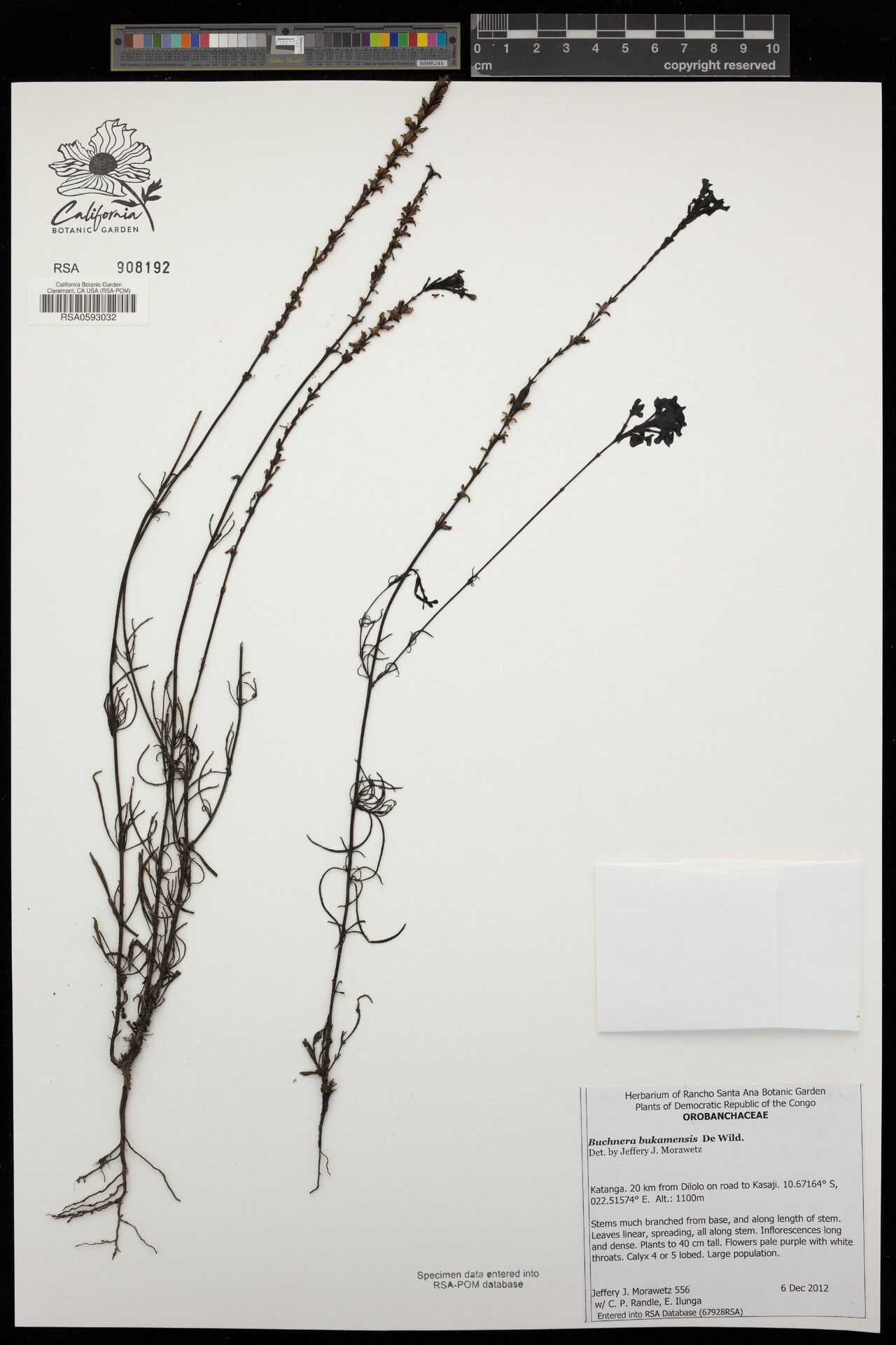 Buchnera bukamensis — houseplant care guide