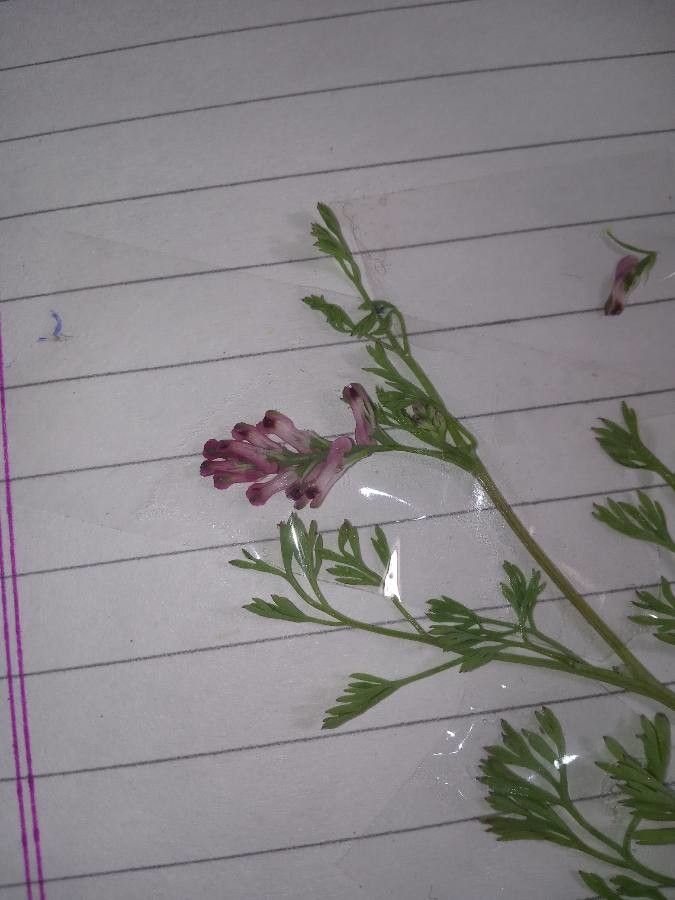 Fumaria indica flower