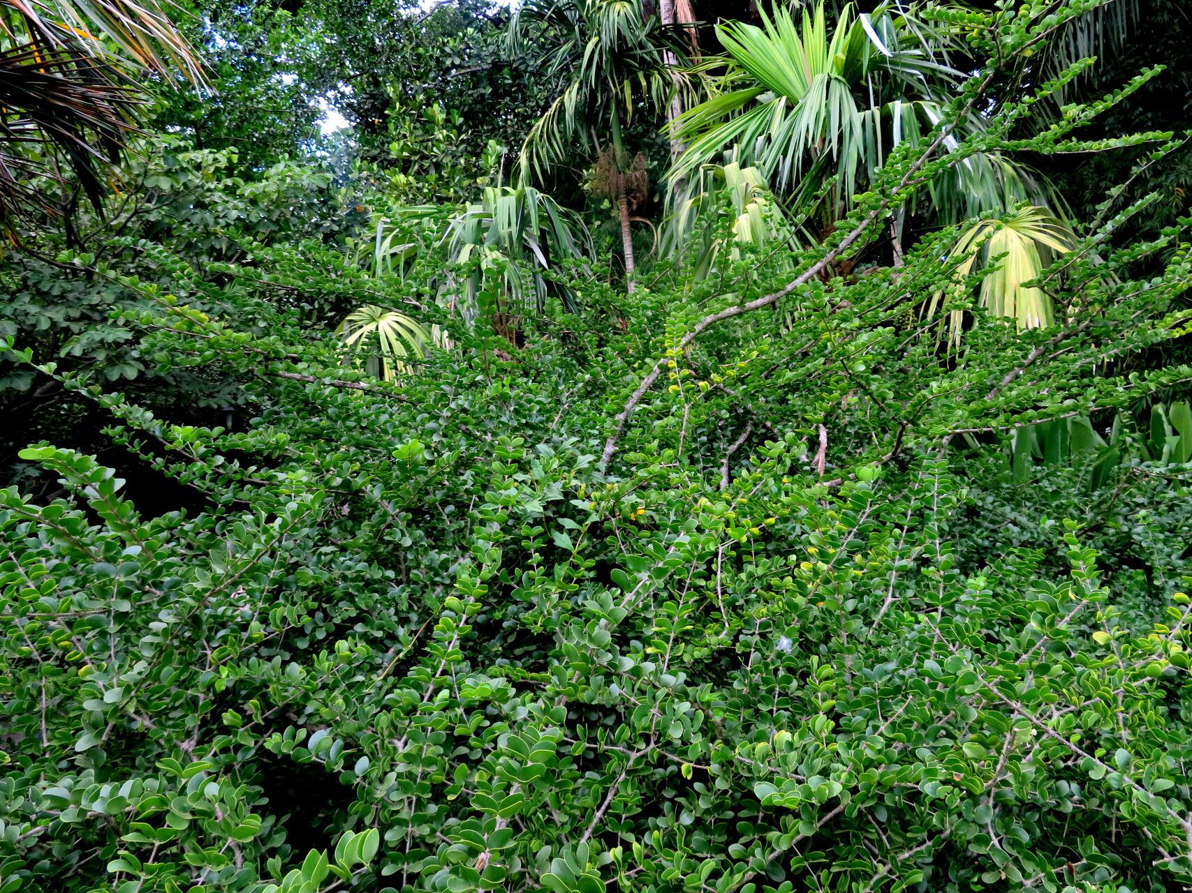 Plectrocarpa sarmientoi — related species from the same genus