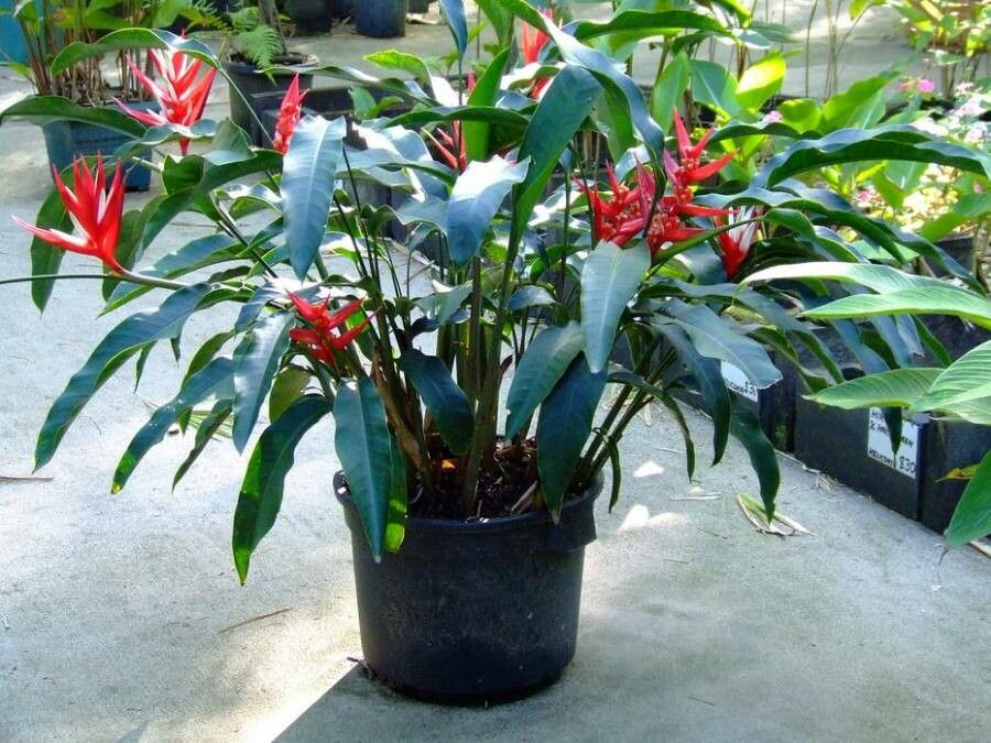 Heliconia angusta habit