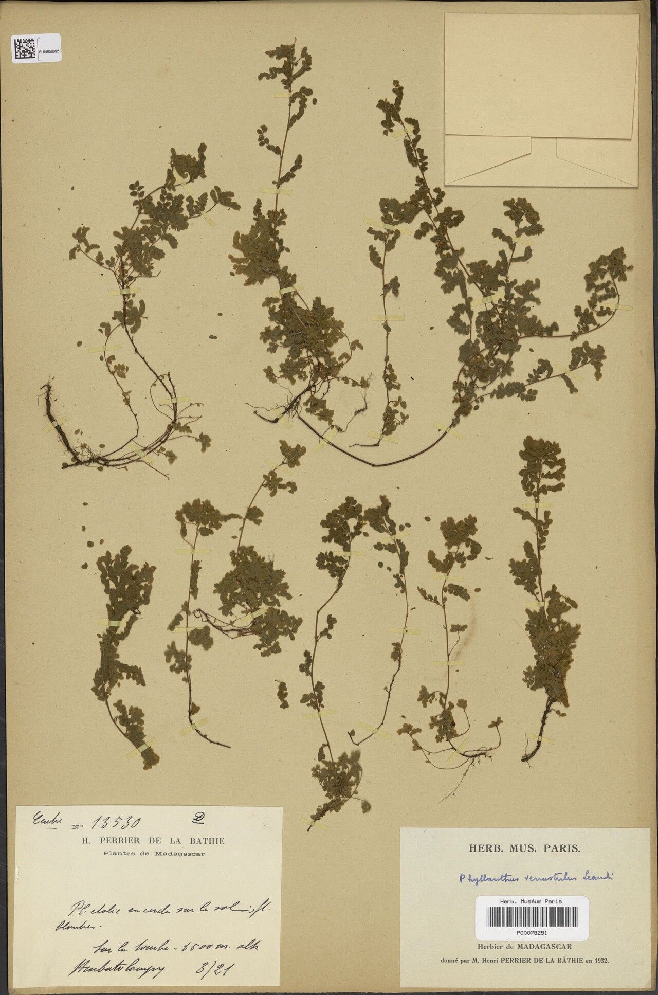 Phyllanthus venustulus — houseplant care guide