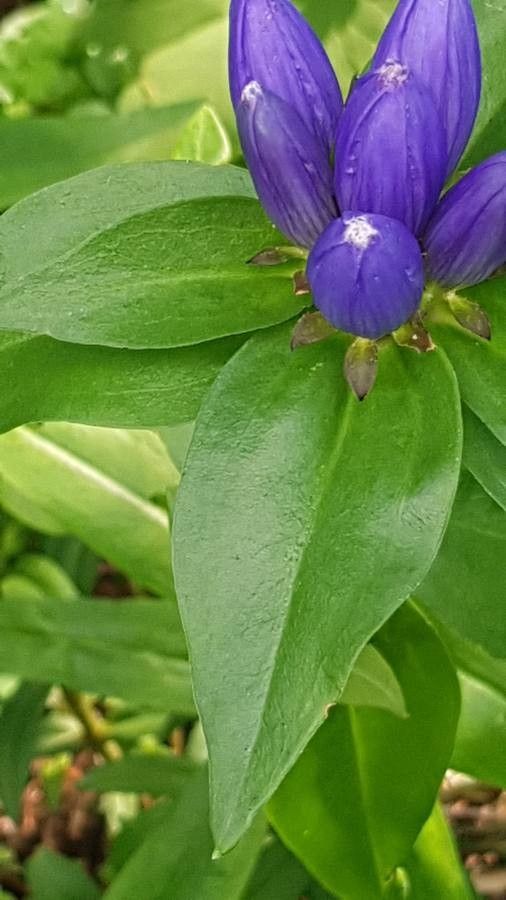 Gentiana clausa leaf
