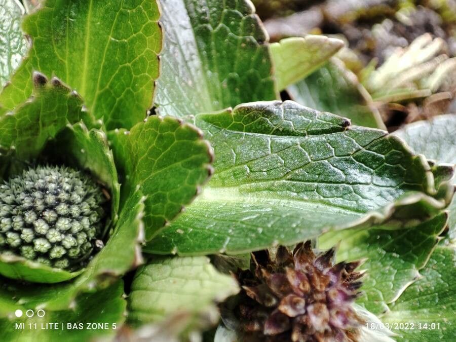 Eryngium humile leaf
