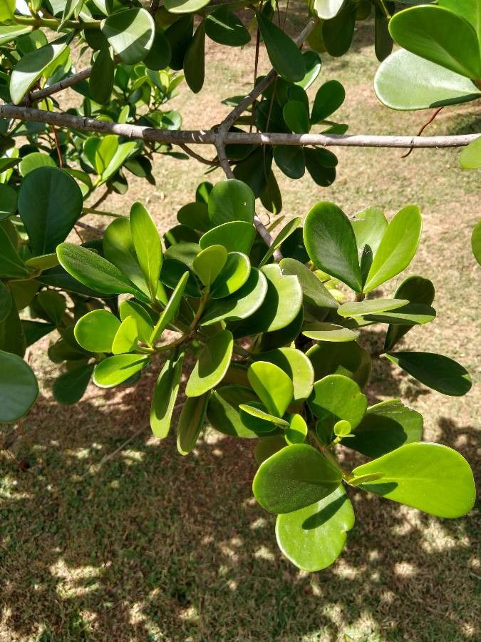 Clusia grandiflora leaf