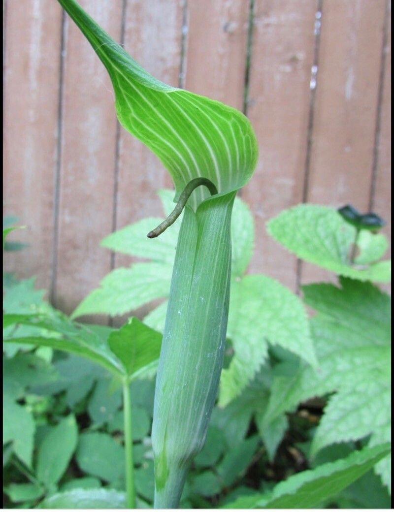 Arisaema jacquemontii — search result for 'Afghanistan'